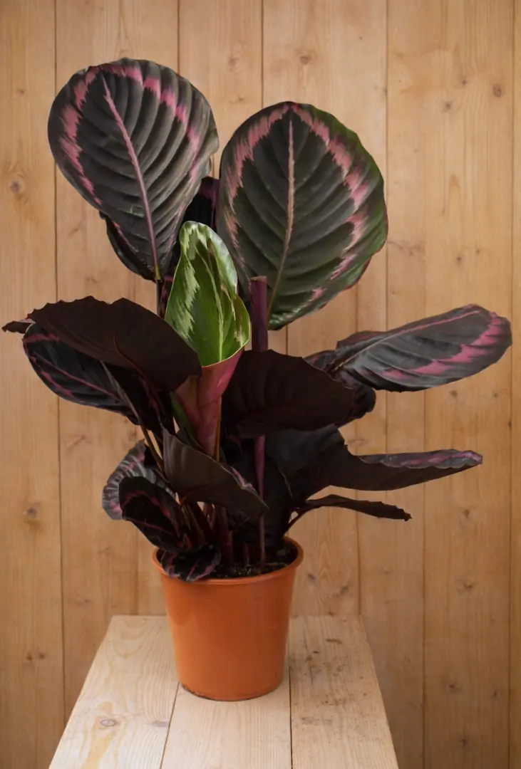 Calathea Surprise Star Pauwenplant groot blad met roze 60 cm kamerplant Warentuin Natuurlijk