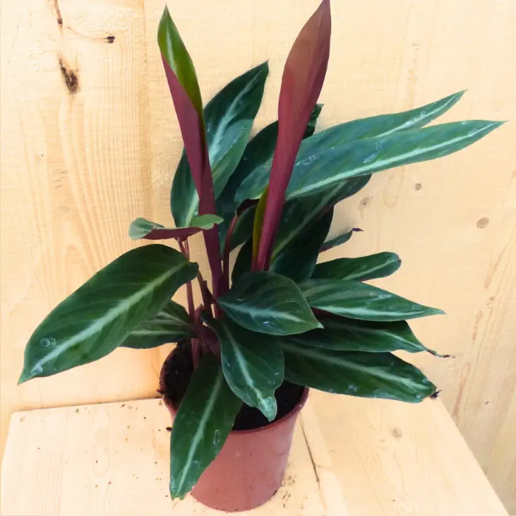 Calathea Trio Star Pauwenplant smal blad met wit 30 cm kamerplant Warentuin Natuurlijk