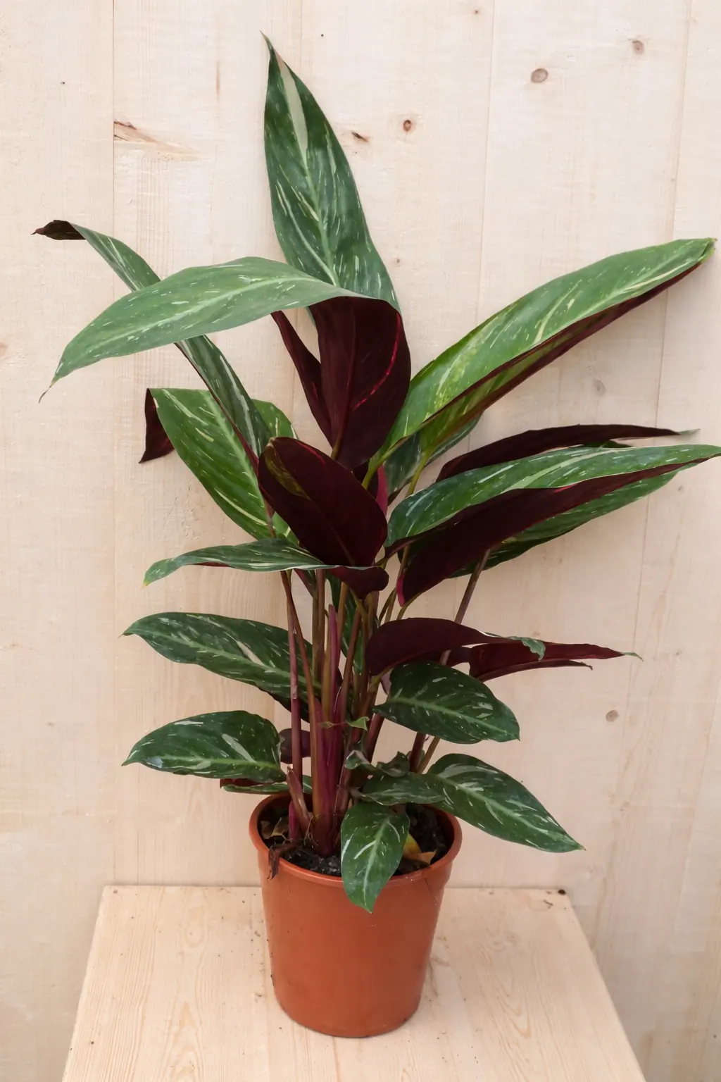 Calathea Trio Star Pauwenplant smal blad met wit 60 cm kamerplant Warentuin Natuurlijk