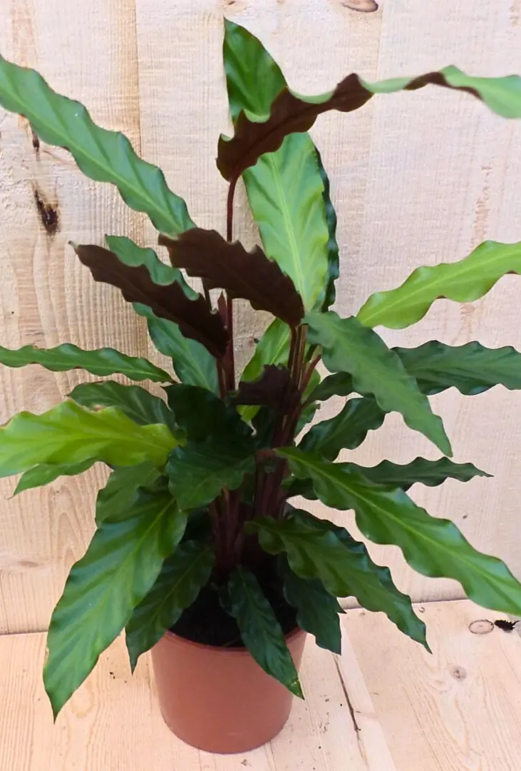 Calathea Wave Star Pauwenplant smal donkergroen blad 30 cm kamerplant Warentuin Natuurlijk