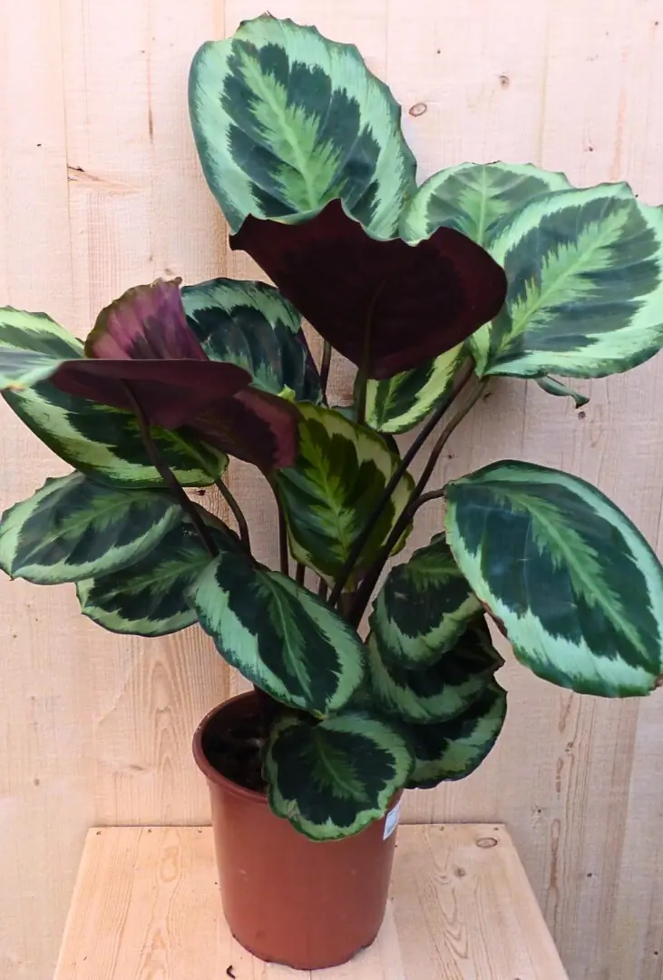 Calathea Medaillon Pauwenplant donkergroen groot blad 60 cm kamerplant Warentuin Natuurlijk