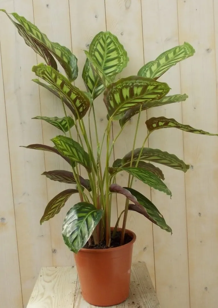 Calathea Makoyana Pauwenplant lichtgroen groot blad 60 cm kamerplant Warentuin Natuurlijk