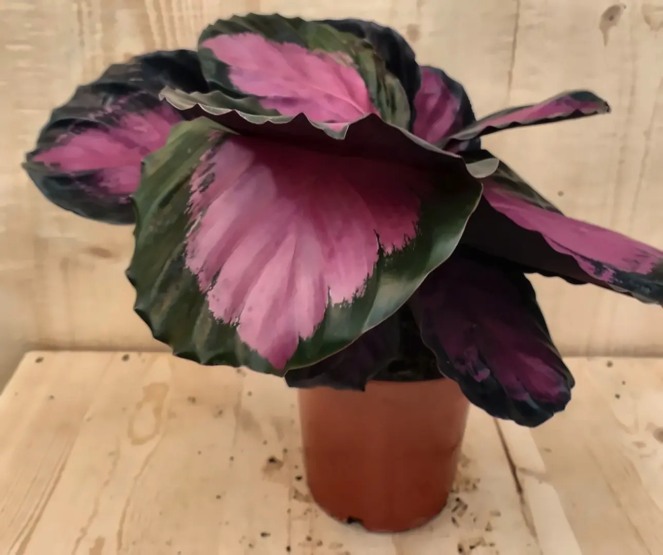 Calathea Crimson Pauwenplant klein kamerplant Warentuin Natuurlijk
