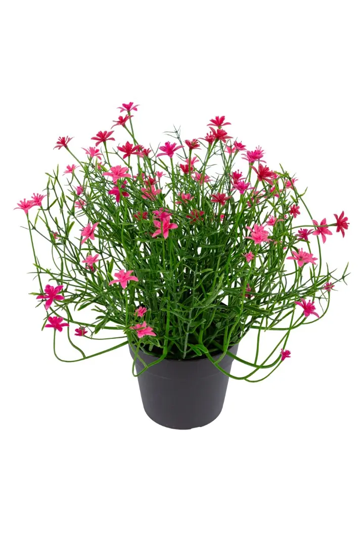 Sterbloem h24 cm p cerise kunstbloemen Louis Maes