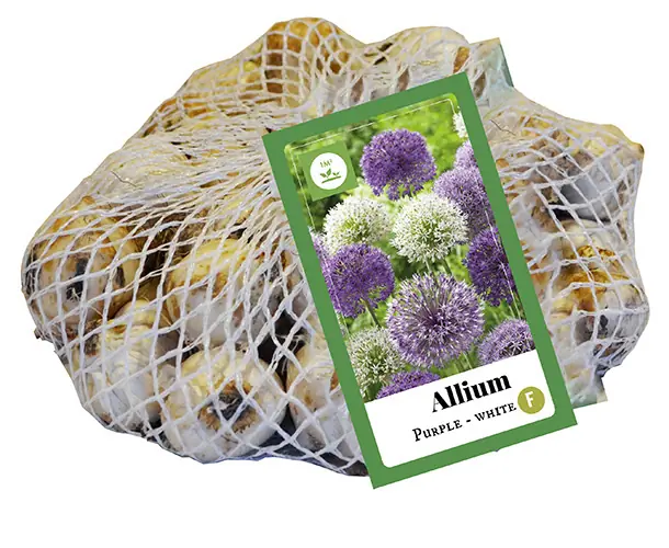 Allium paars-wit JUB, 40 bloembollen