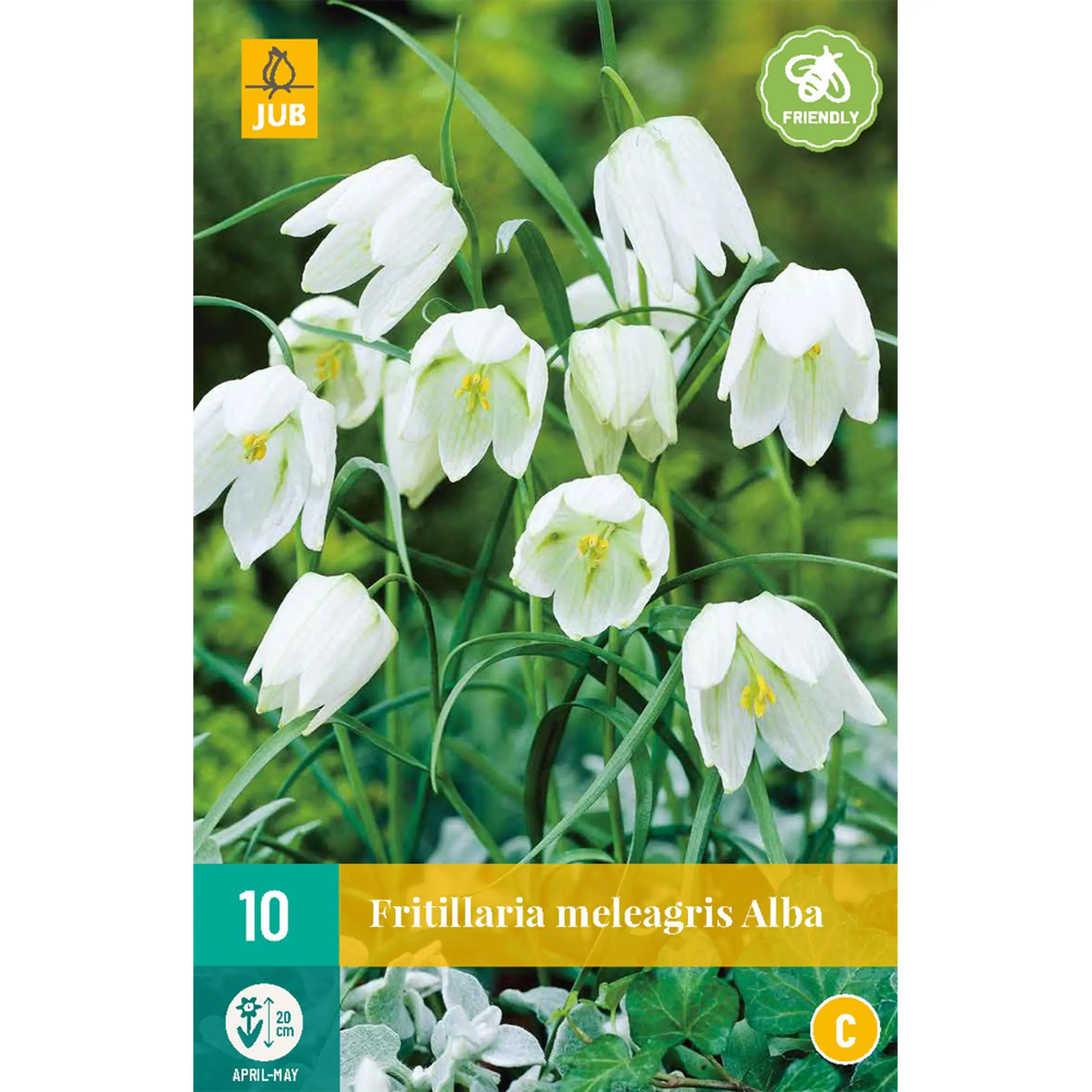 Fritillaria meleagris alba JUB, 10 bollen