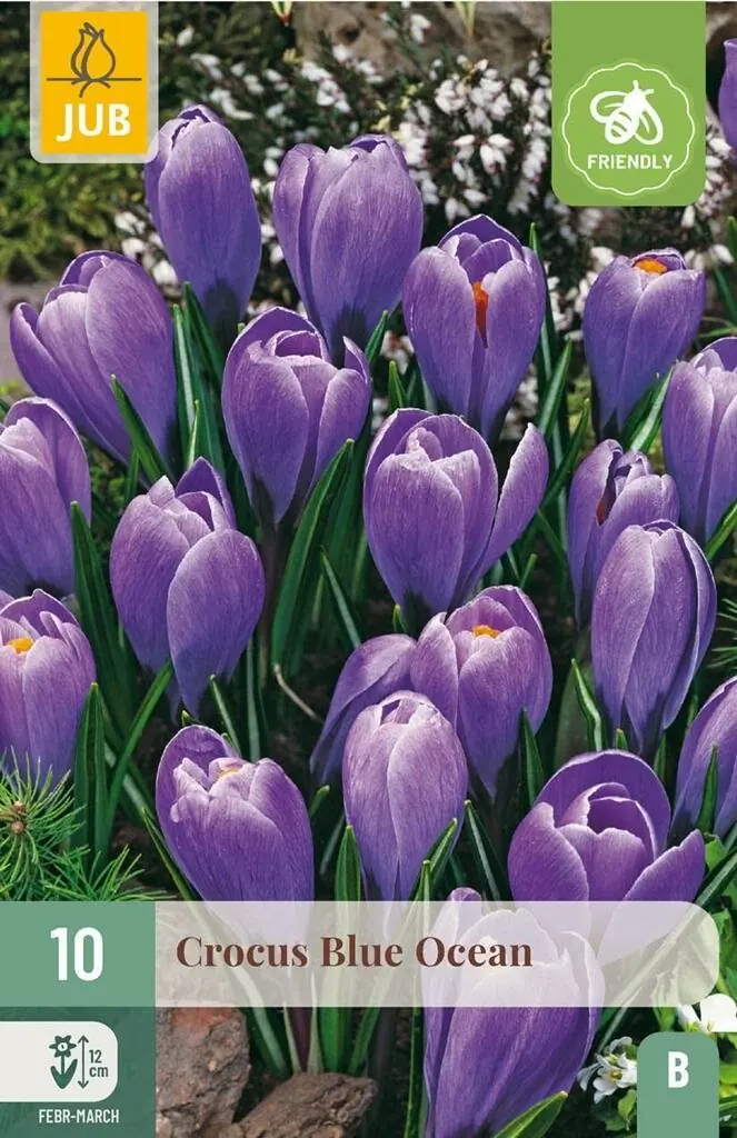 Crocus blue ocean 10st JUB