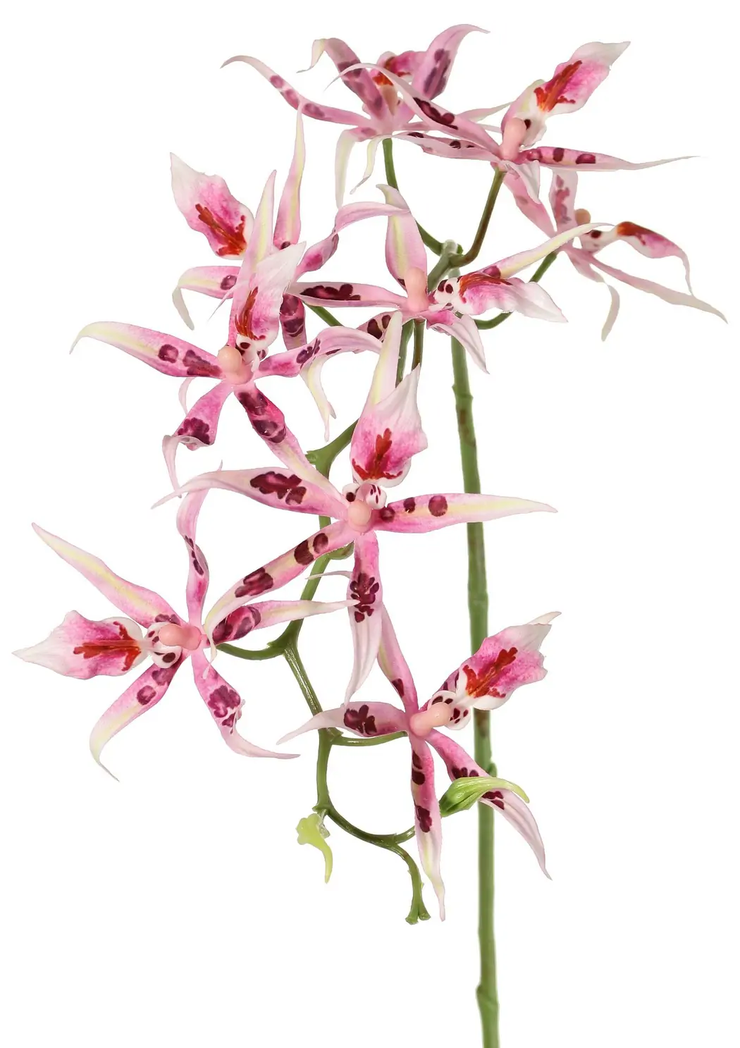 Spiderorchidee brassia roze met 9 bloemen & 2 plastic knoppen kunstbloem zijde nepbloem Driesprong Collection