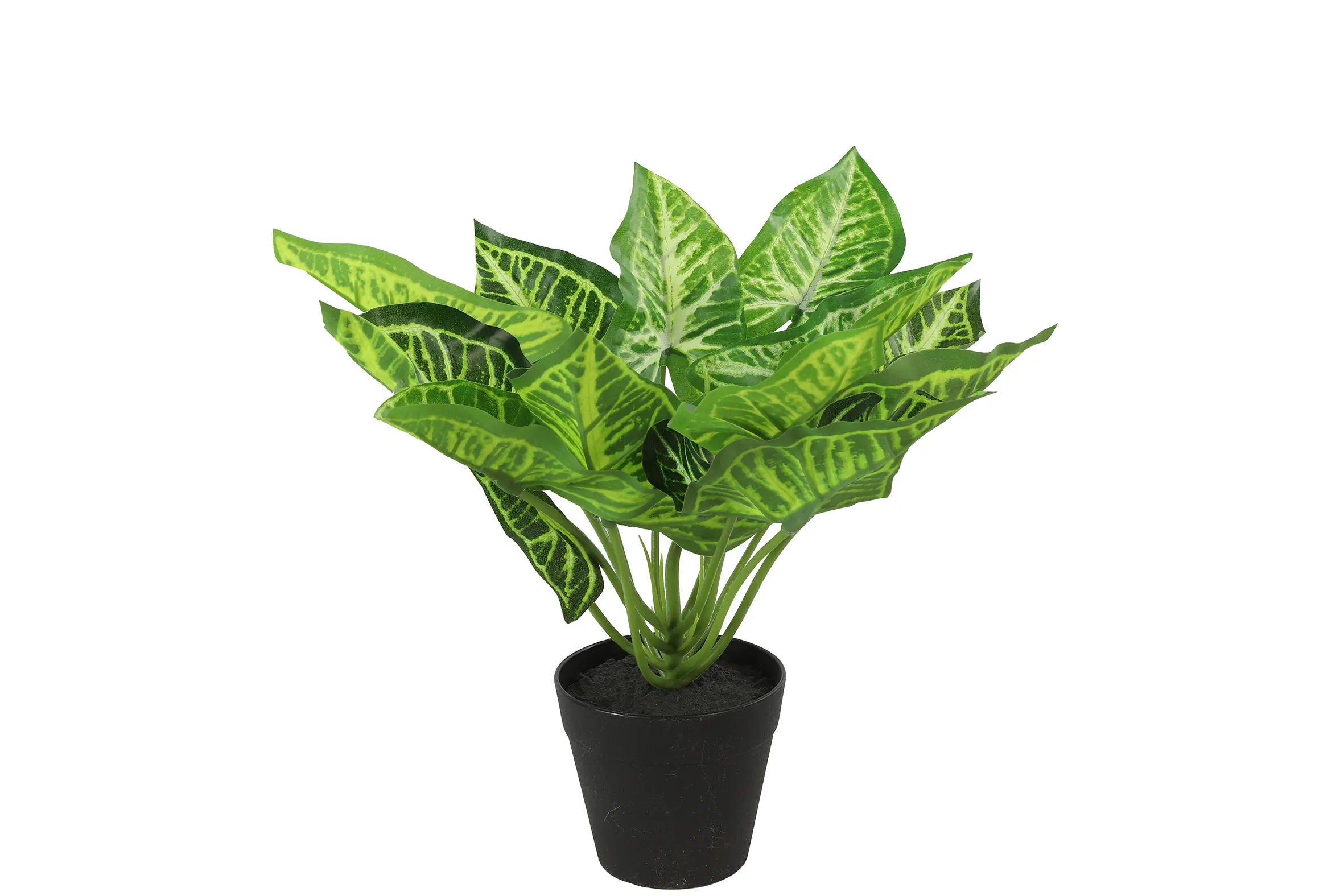 Calathea S groen Countryfield