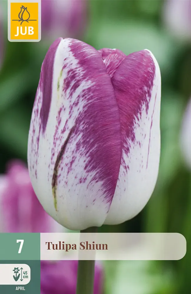 Tulipa Shiun bloembol JUB 7 stuks
