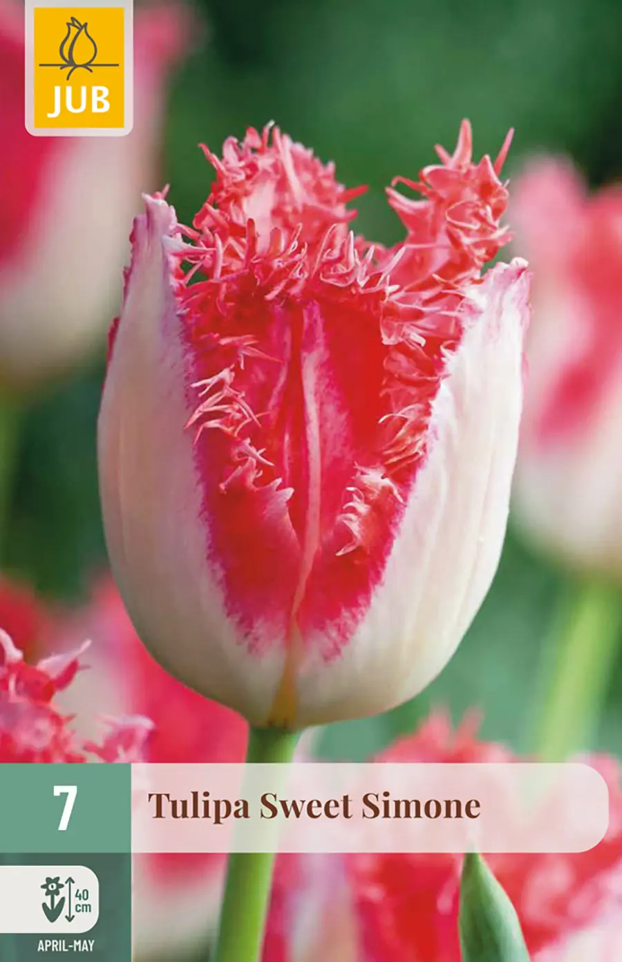 Tulipa Sweet Simone bloembol JUB 7 stuks