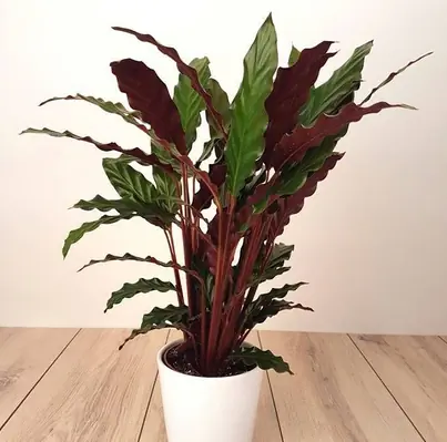 Calathea Wave Star Pauwenplant smal donkergroen blad 60 cm kamerplant Warentuin Natuurlijk
