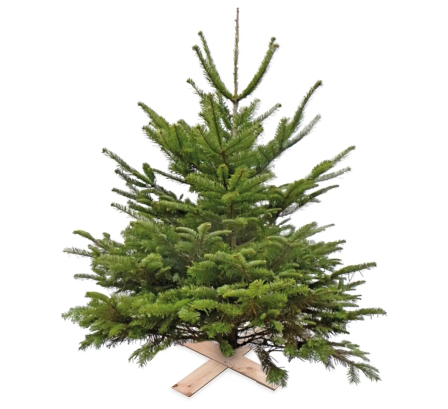 Super Actie Kerstboom Nordman Gezaagd 150 - 200 cm Warentuin Natuurlijk  excl pot/kruisvoet
