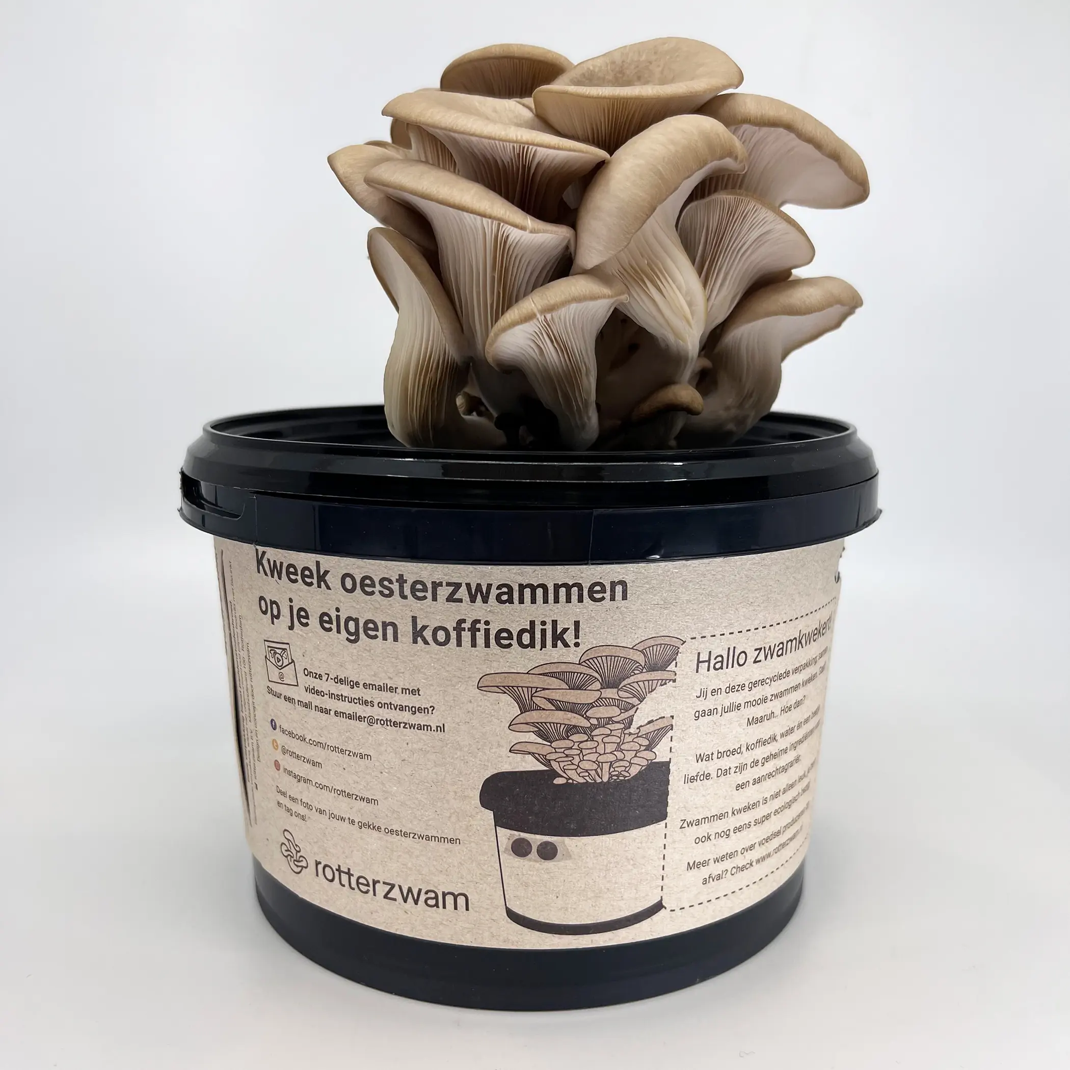 RotterZwam growkit - zelf oesterzwammen kweken 