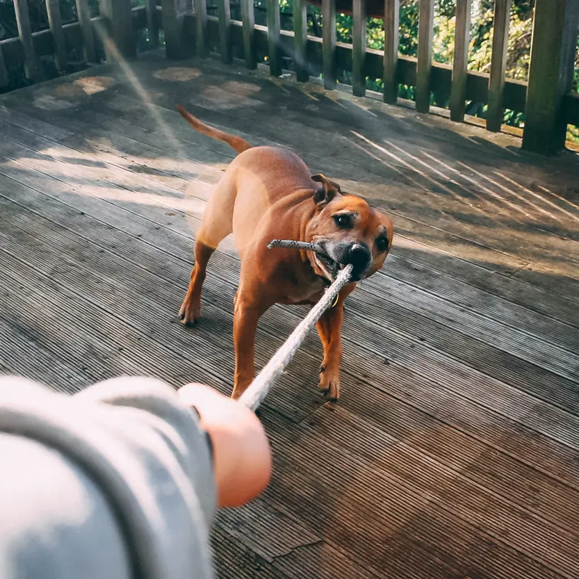 Honden