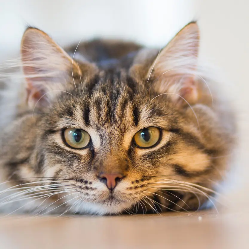 Katten