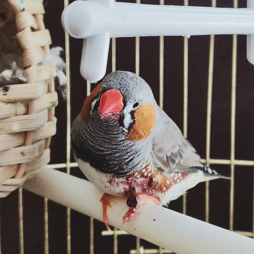 Vogels & overige dieren