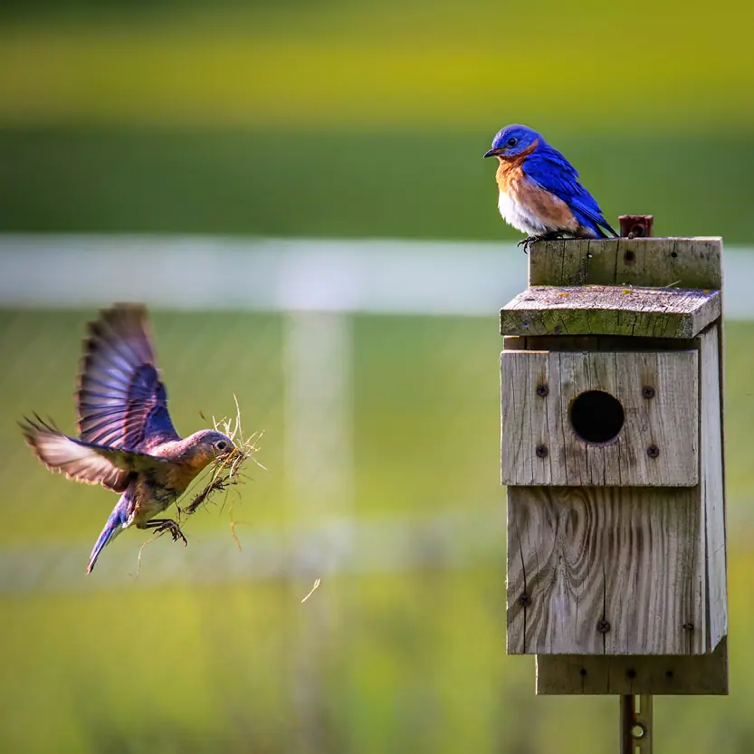 Vogelhuisjes & insectenhotels