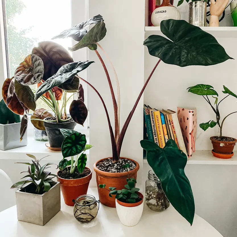 Bloemen & planten in pot